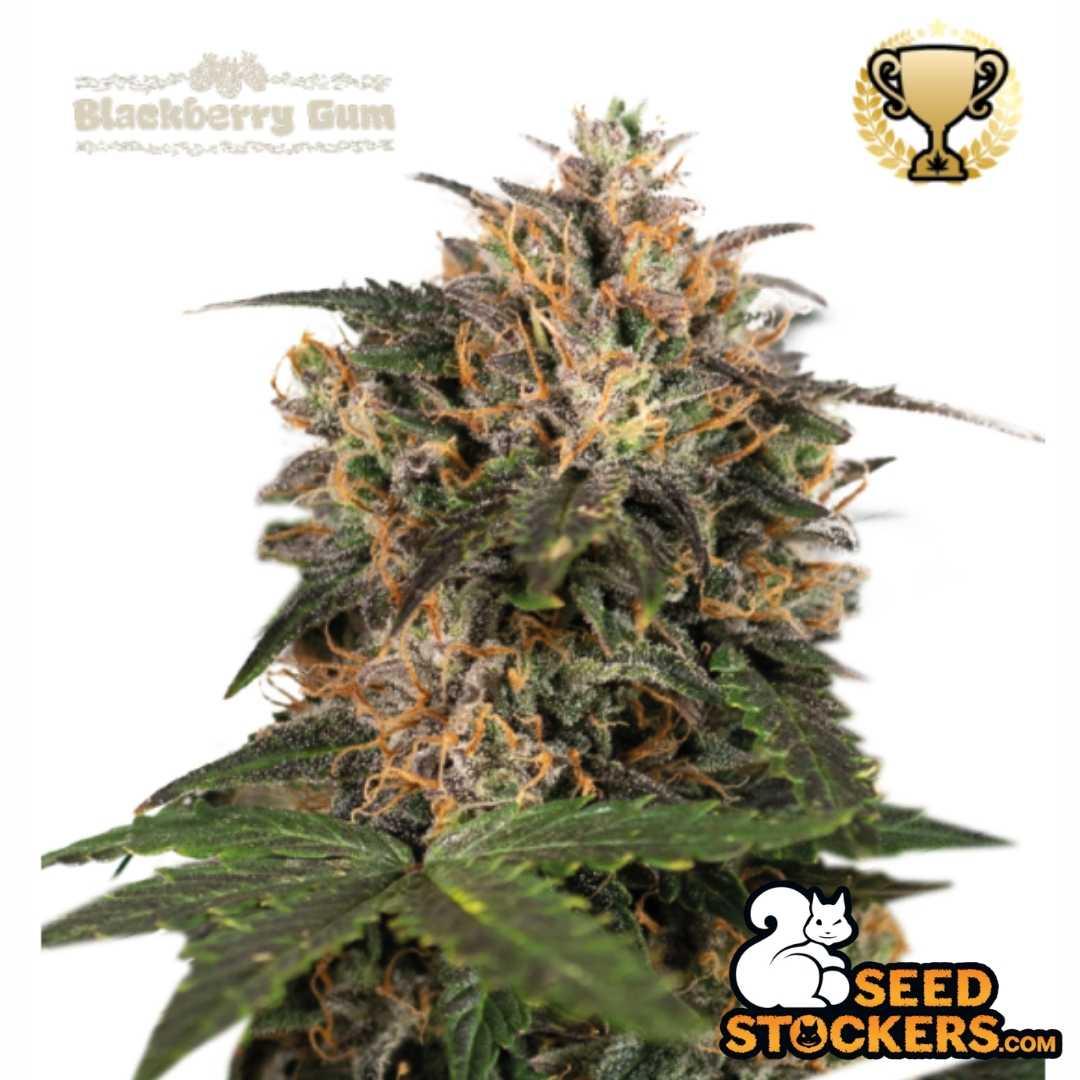 Blackberry Gum Bud mit dunklen Blättern, orangefarbenen Härchen und dichter Harzschicht