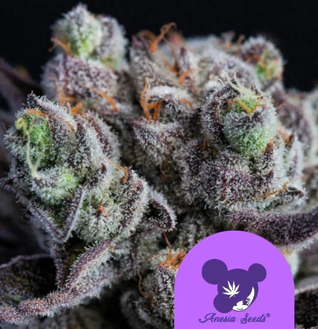 Dicht mit Harz überzogene Blackberry Moonrocks Blüten mit lila Trichomen und orangefarbenen Härchen vor schwarzem Hintergrund.