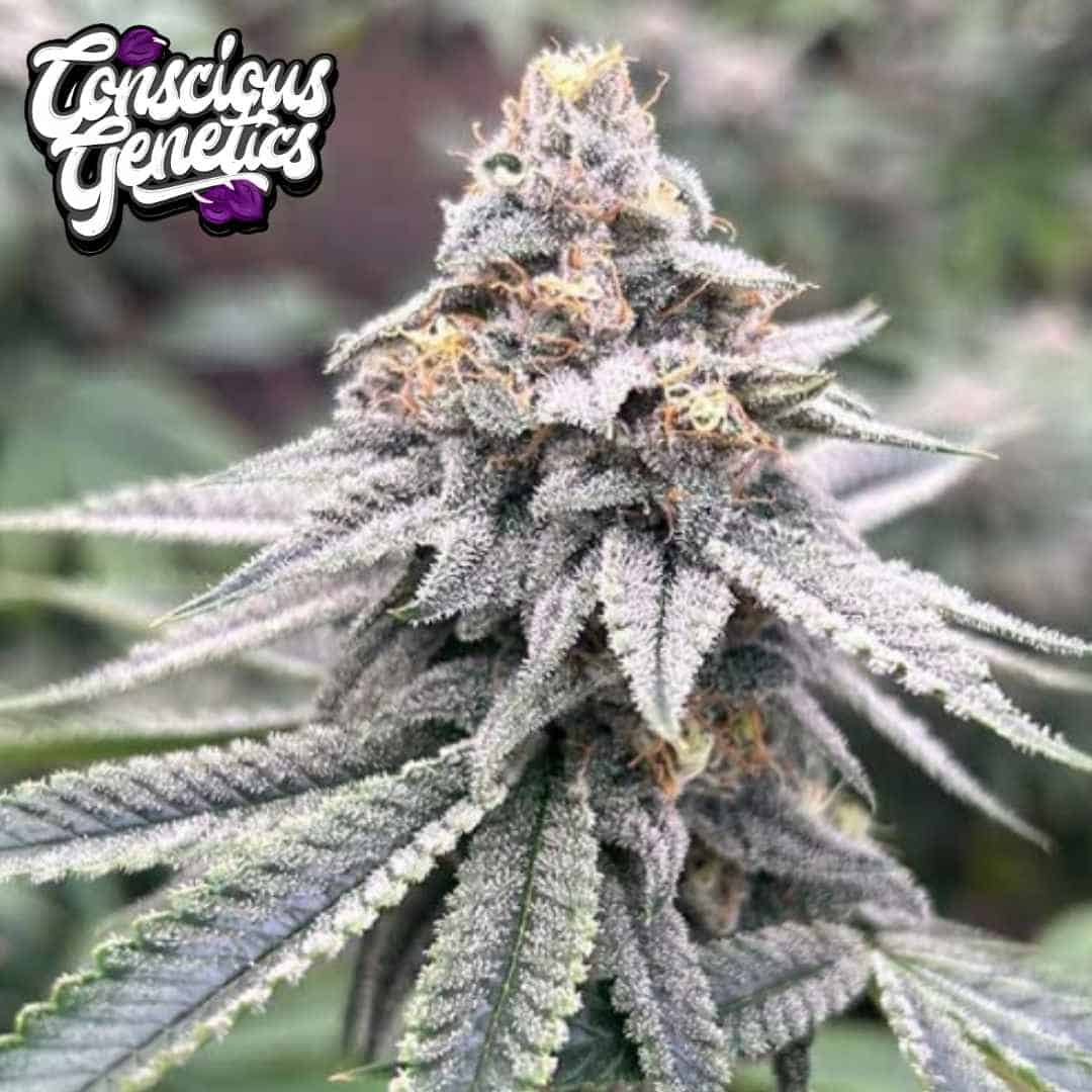 Blood Diamonds 2.0 Cannabisblüte mit dichten Trichomen und orangefarbenen Blütenfäden