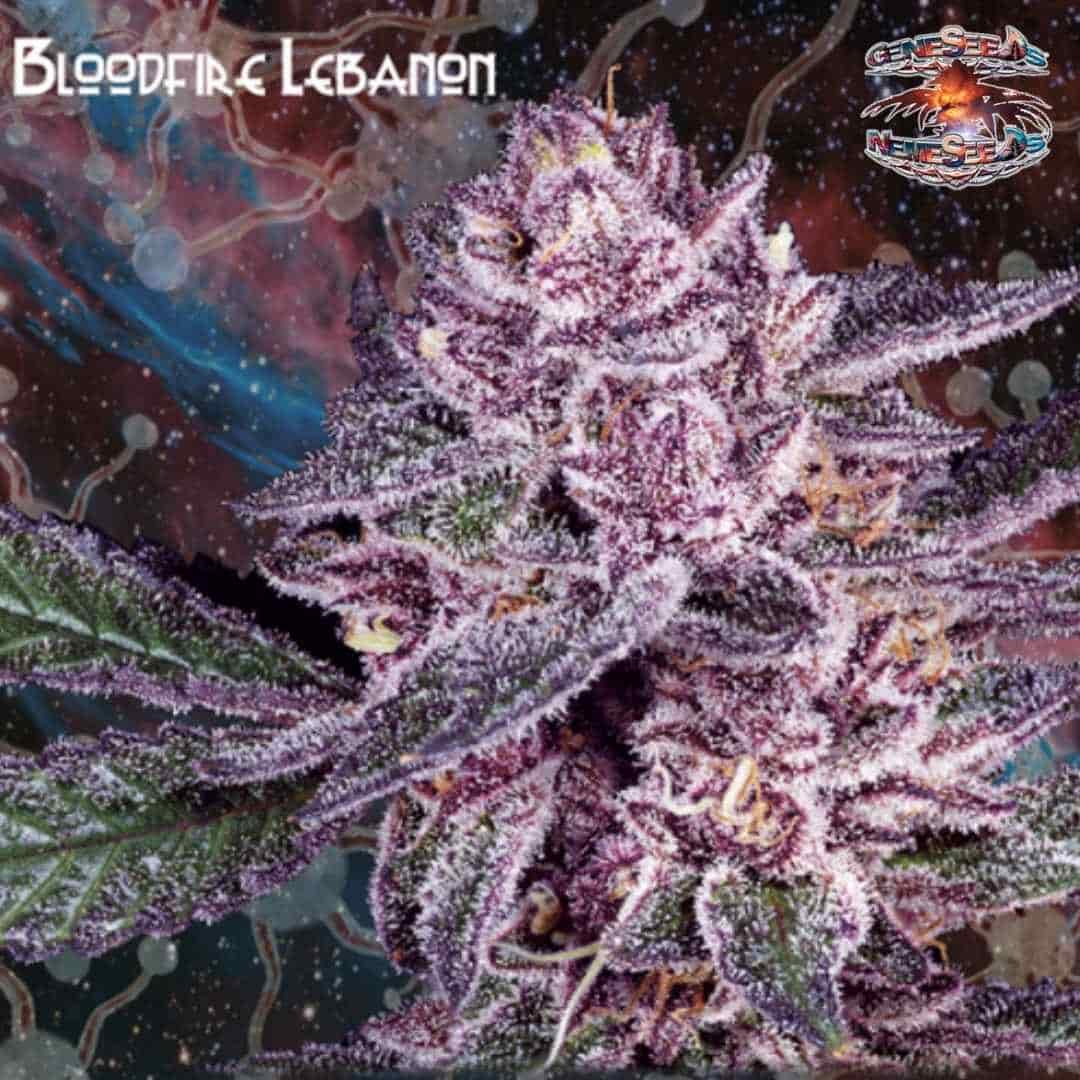 Bloodfire Lebanon Cannabisblüte mit violetten Blättern, dichter Harzschicht und hellen Blütenhärchen