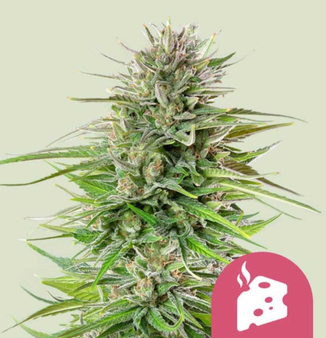 Blue Cheese Blüte mit dichten, harzigen Buds und charakteristischem, kräftigem Aroma.