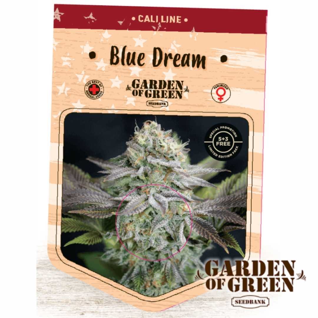 Dichte Blue Dream Blüte mit frostigen Trichomen und violettgrünen Zuckerblättern
