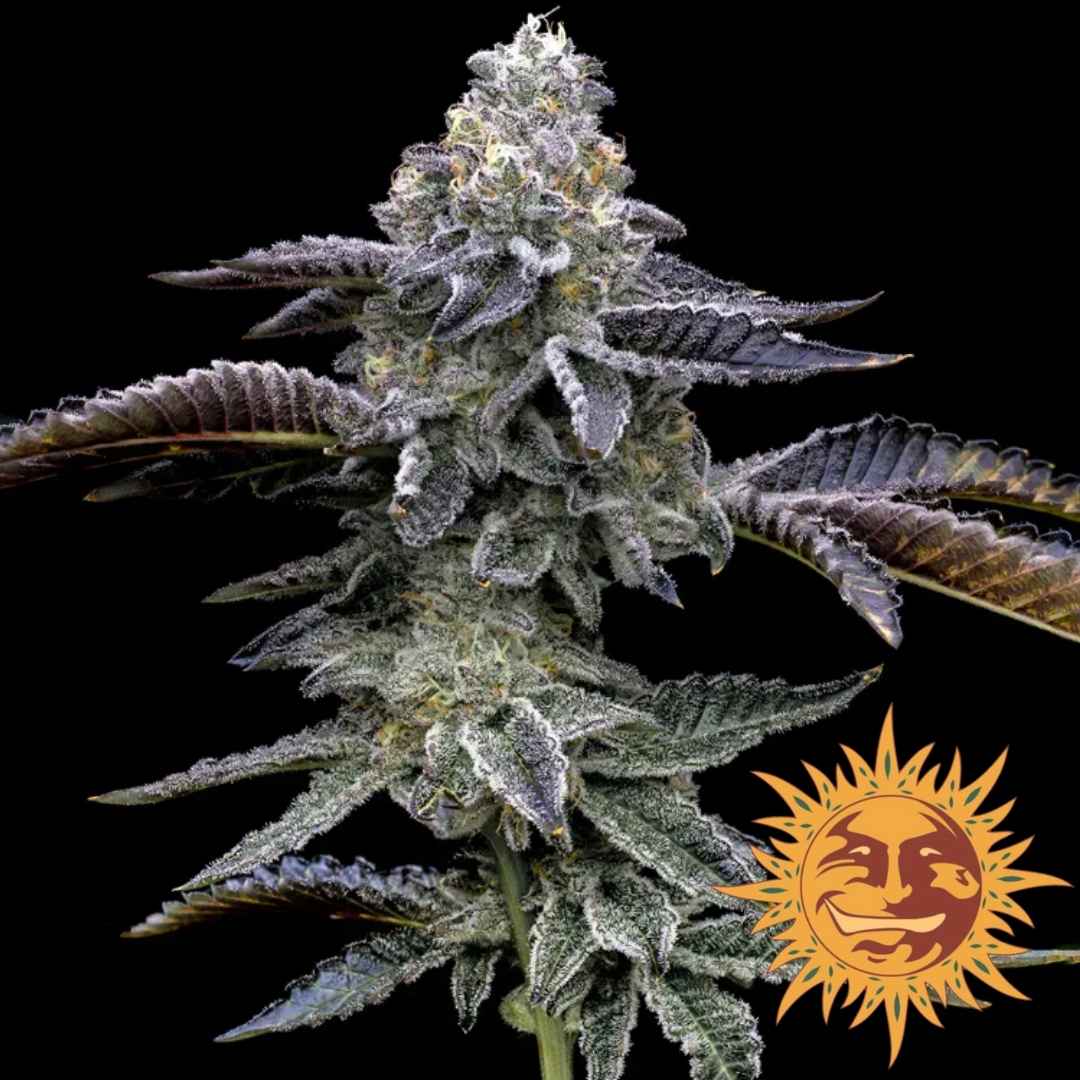 Blue Dream Bud mit dichten Harztrichomen und violett-grünen Blättern in voller Blüte