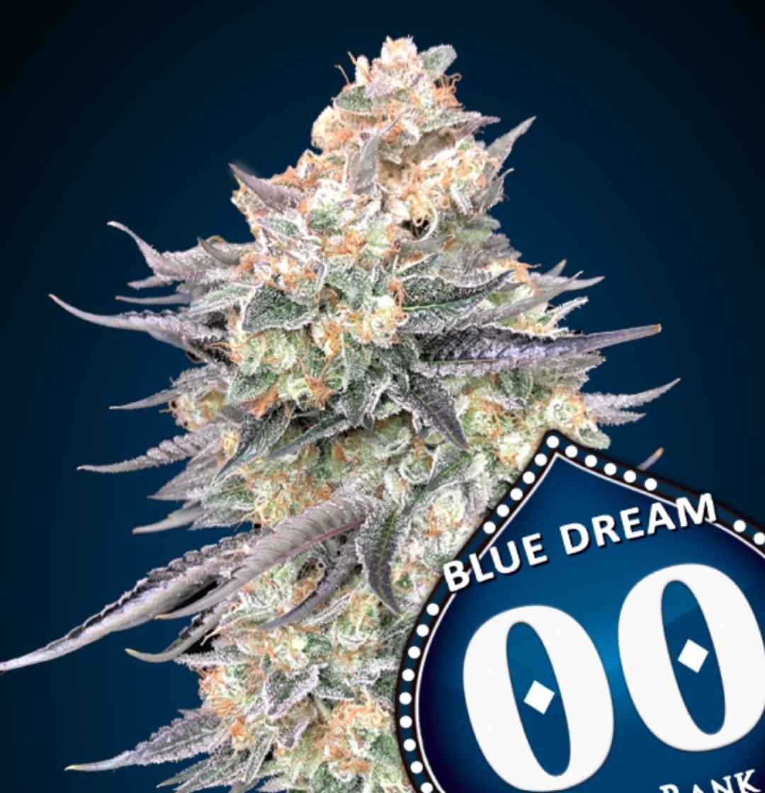 Kompakte Blue Dream Bud mit dichten, harzreichen Blüten und violetten Zuckerblättern aus der 00 Seeds Zucht.