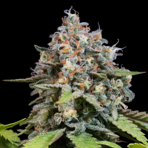 Blue Gem (Paradise Seeds) Feminisiert