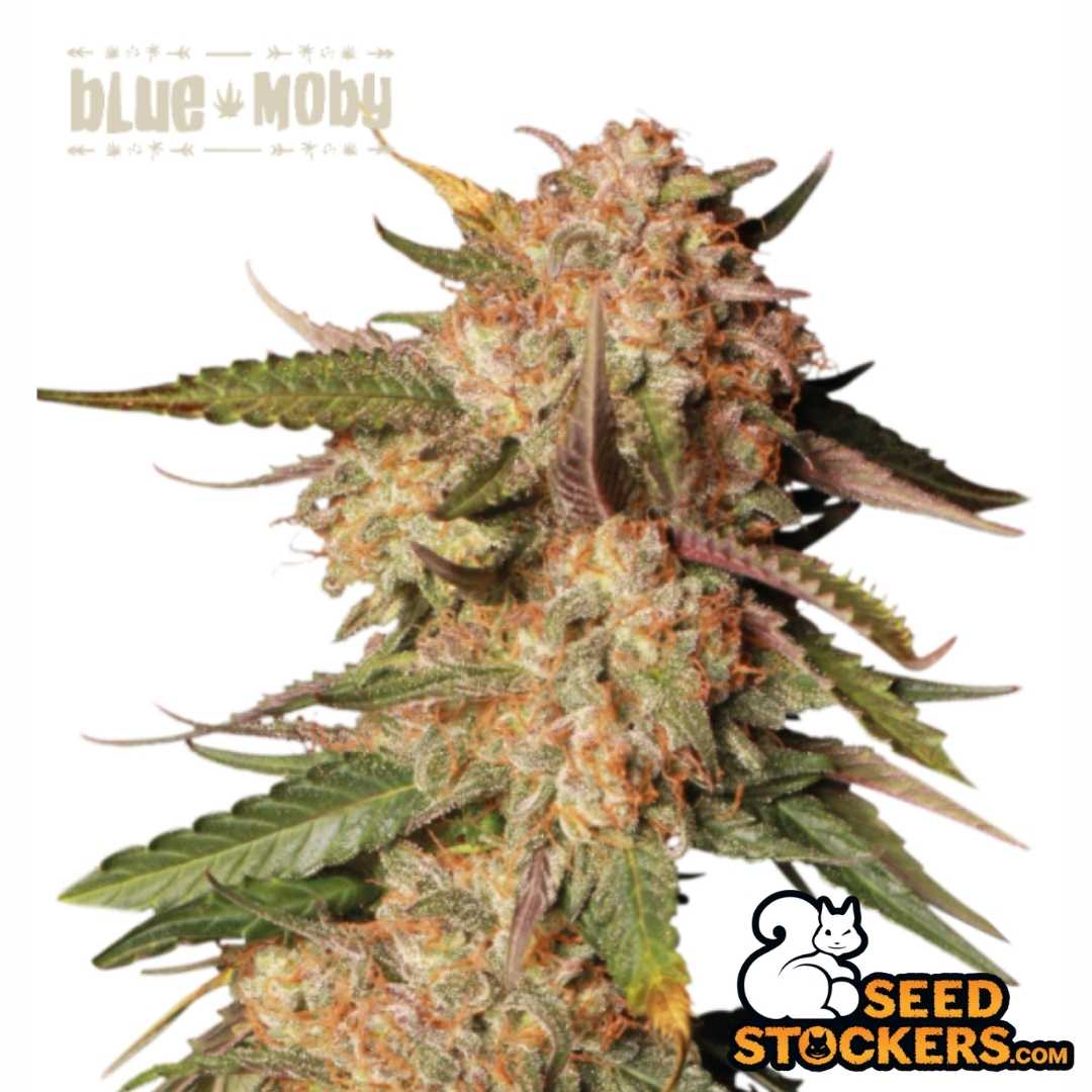 Reife Auto Blue Moby Blüte mit dichter Struktur, harzigen Trichomen und orangefarbenen Stempeln