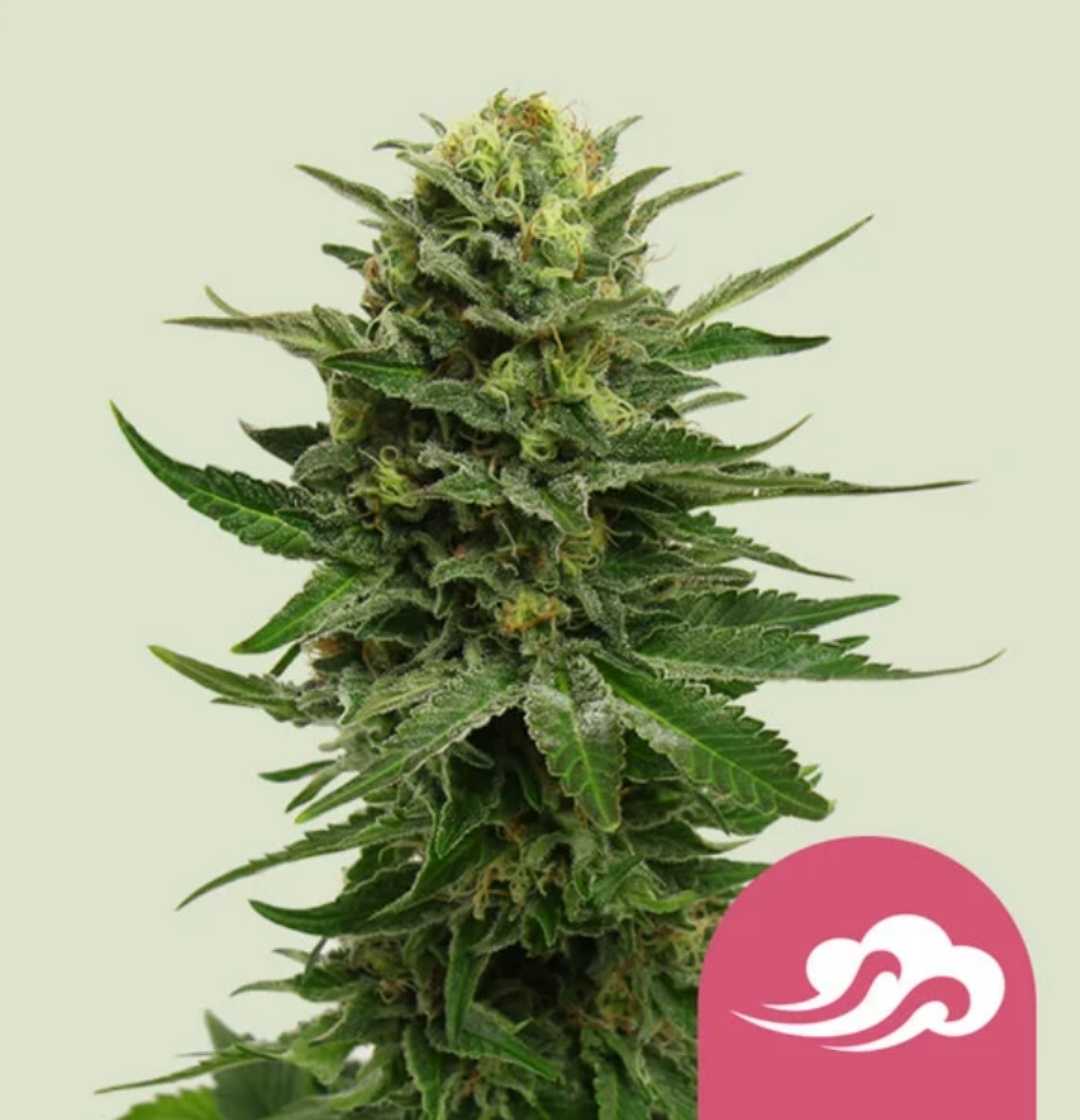 Blue Mystic Cannabisknospe mit dichtem Harzbelag und leuchtenden orangefarbenen Blütenstempeln