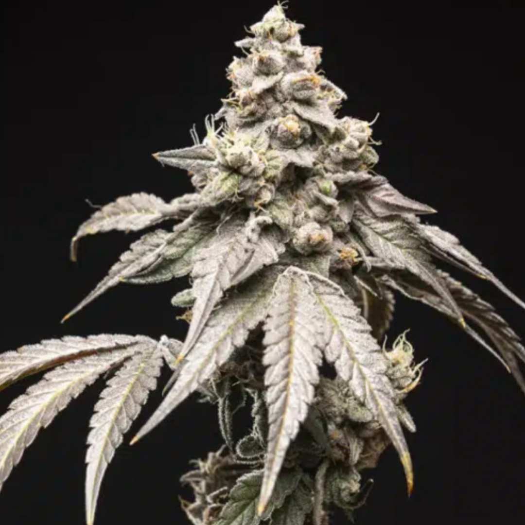 Blue Tide von World Breeders mit heller, stark bereifter Cannabisblüte und schmalen Zuckerblättern.
