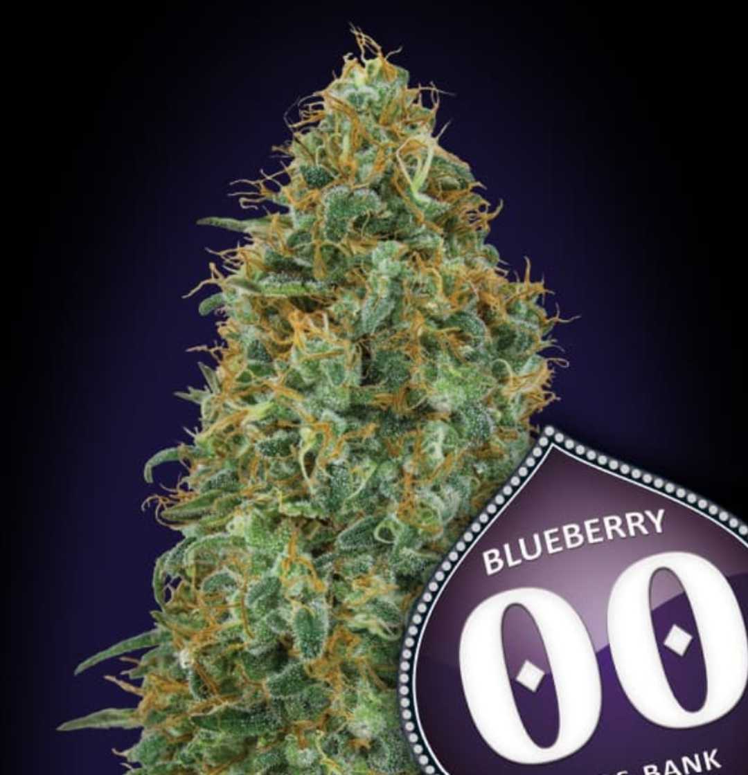 Kompakter Blueberry Bud mit dichter Harzschicht und orangefarbenen Blütenstempeln von 00 Seeds feminisiert.