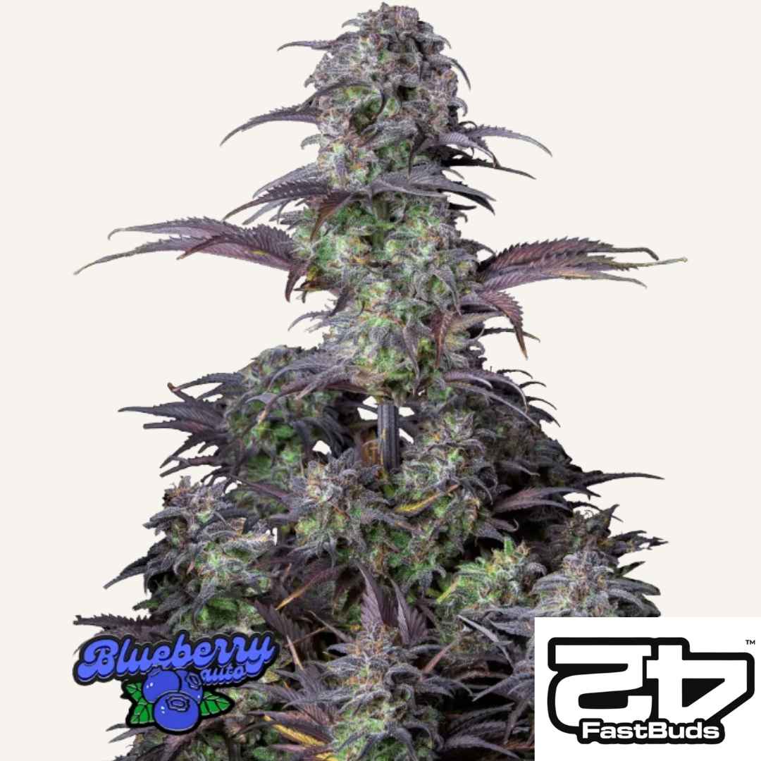 Blueberry Auto mit dichten grünen Buds und violetten Blättern voller Harz