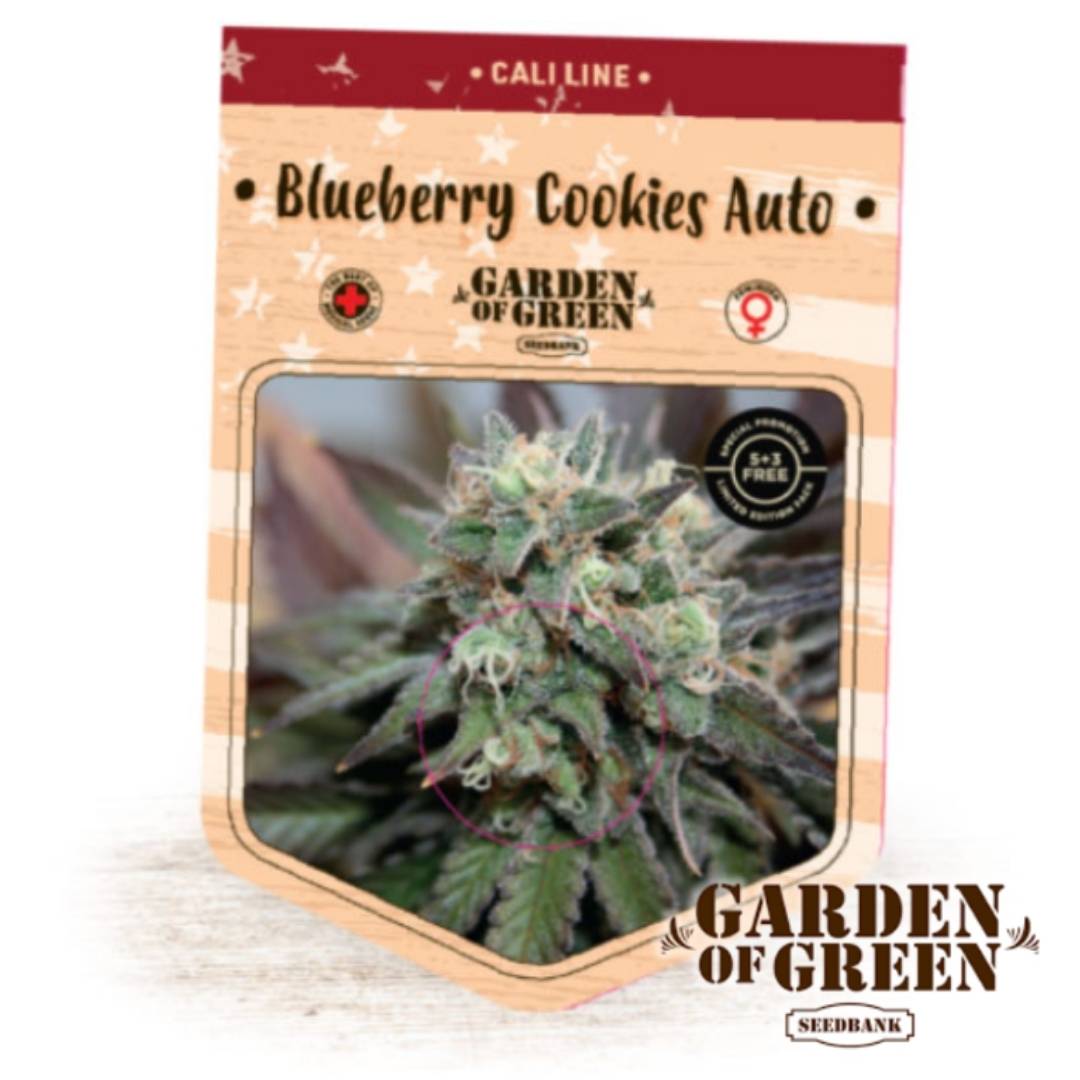 Frostige Buds der Auto Blueberry Cookies mit dichten Trichomen und violettgrünen Blättern in Nahaufnahme.