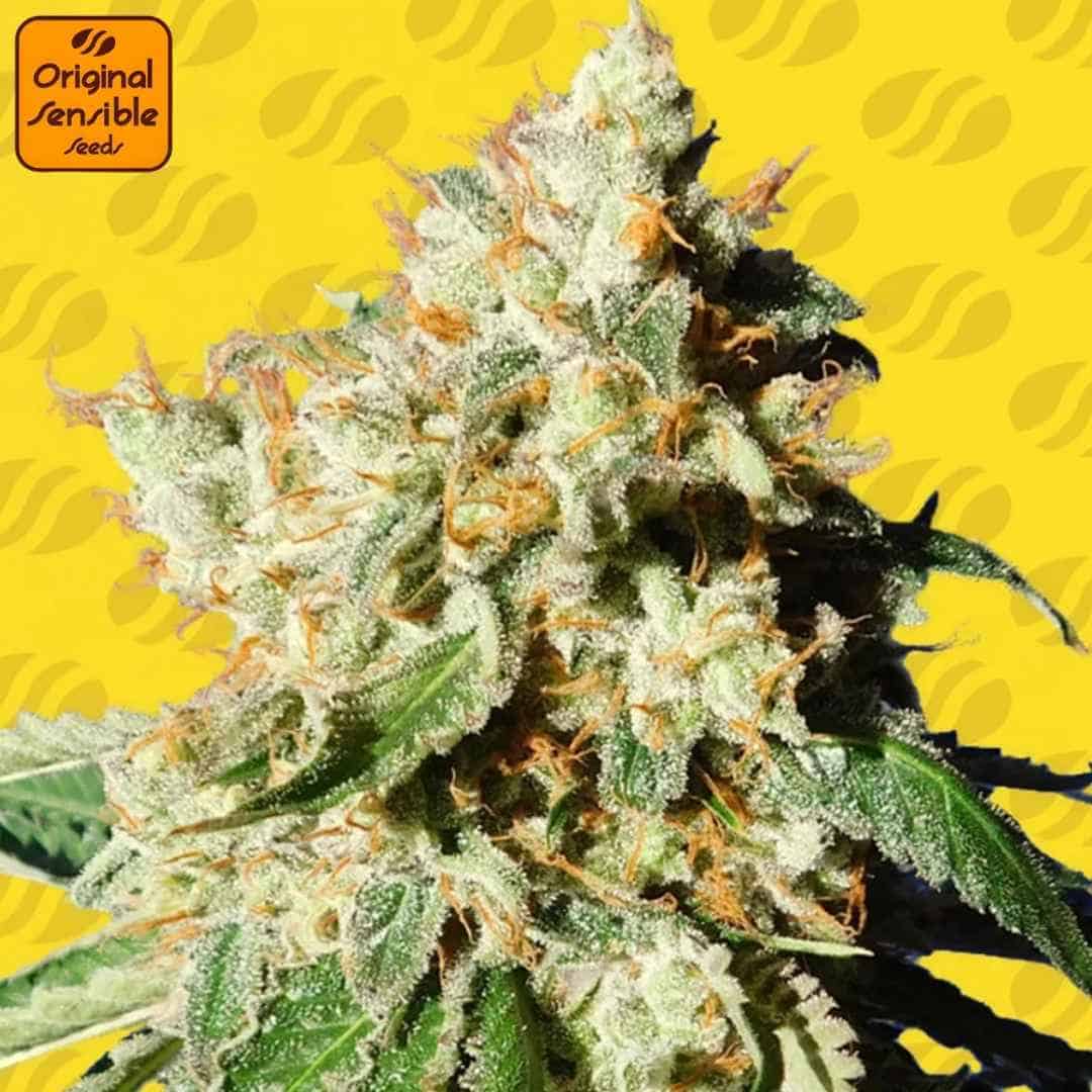 Blueberry Cookies Auto Bud mit dichten Harzschichten und orangefarbenen Blütenhaaren