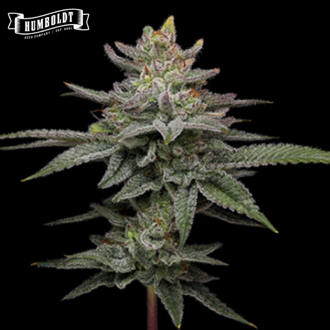Blueberry Cupcake Cannabisblüte mit dichten, harzigen Buds und gezuckerten Blättern