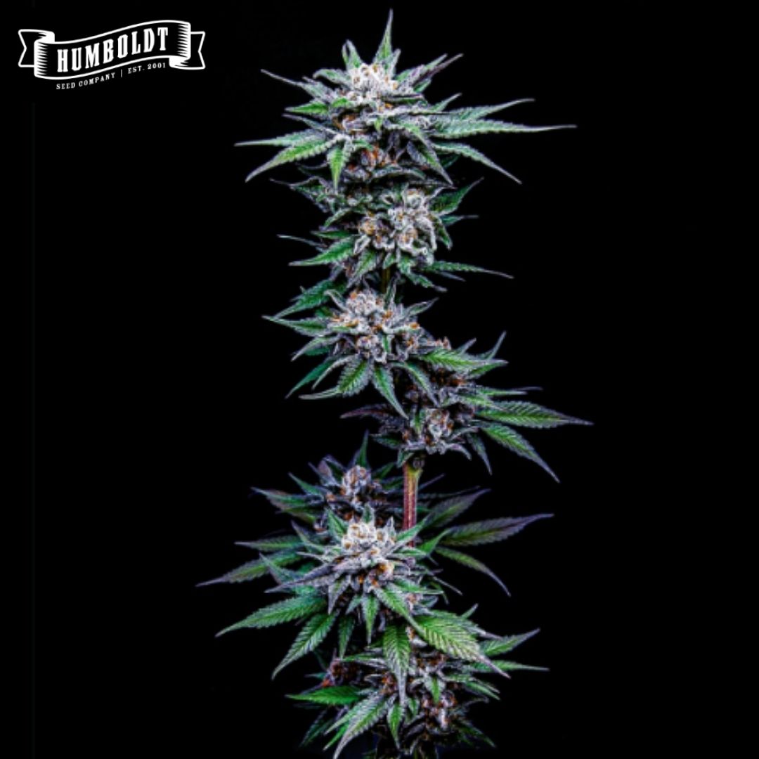 Blueberry Pancakes Cannabisblüte mit dichten, harzigen Buds und violett-grünen Blättern
