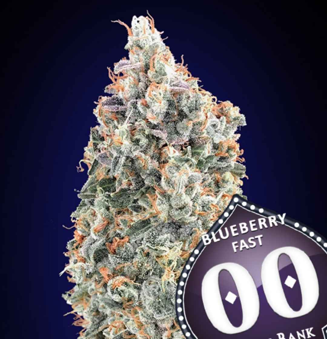 Kompakte, harzige Blueberry Fast Bud mit dichten Kristallschichten und orangefarbenen Blütenhaaren.