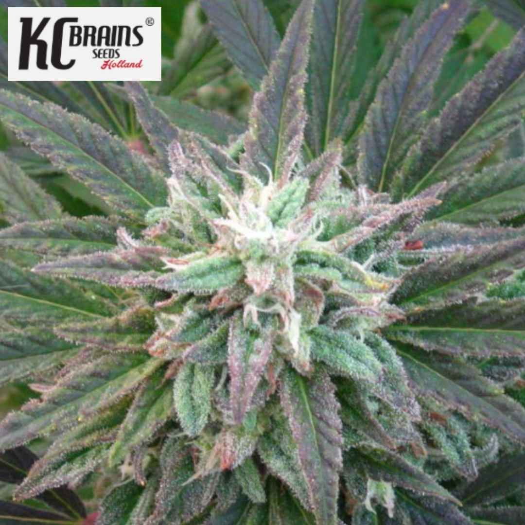 Brains Escape Cannabisblüte mit dichten Trichomen und violettgrünen Zuckerblättern