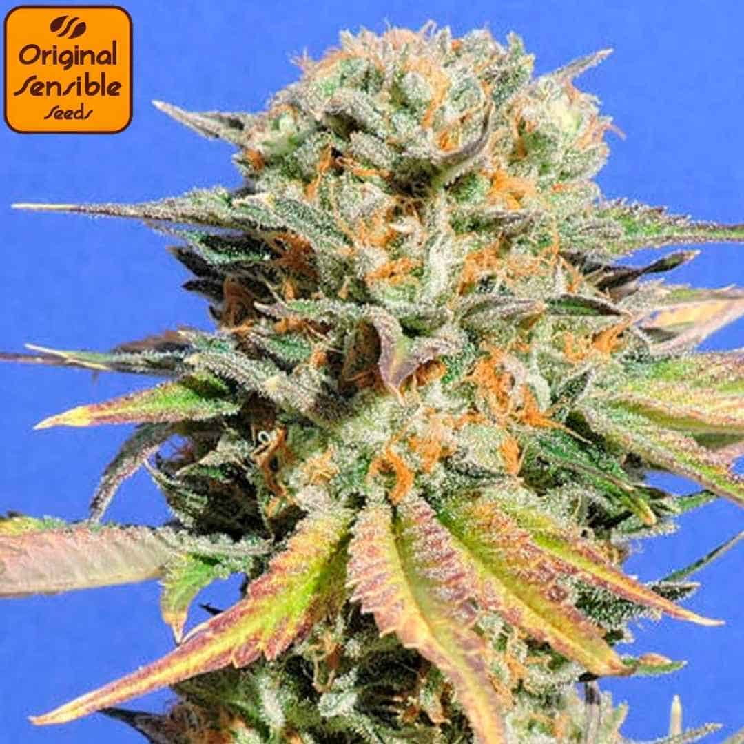 Bruce Banner #3 Hauptblüte mit dichten, harzigen Buds, orangefarbenen Stempeln und reifen Zuckerblättern