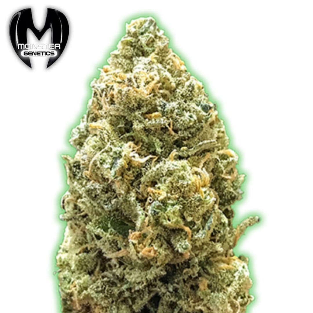 Dichte Auto Bruce Banner Blüte mit Harz, grünen Kelchen und orangefarbenen Härchen