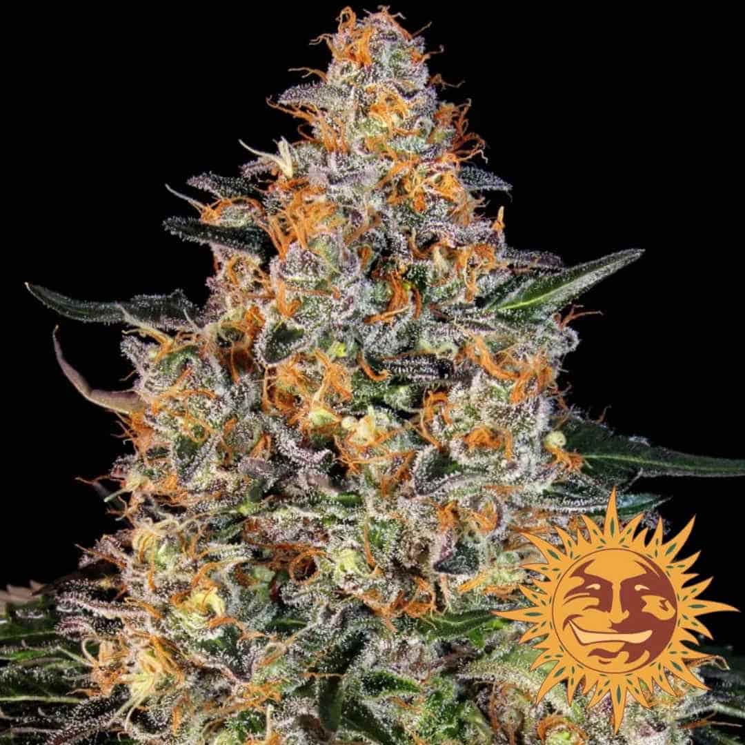Bubba Kush Bud mit dichten Trichomen und leuchtend orangefarbenen Blütenhärchen