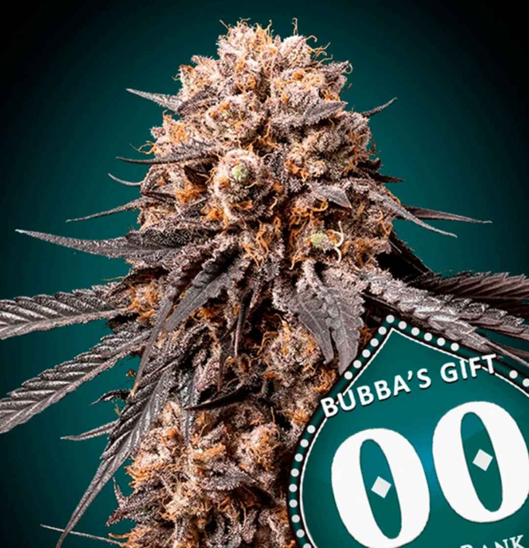 Kompakte Bubba's Gift Blüte mit dichten Harzschichten, violettgrünen Blättern und orangefarbenen Blütenstempeln.