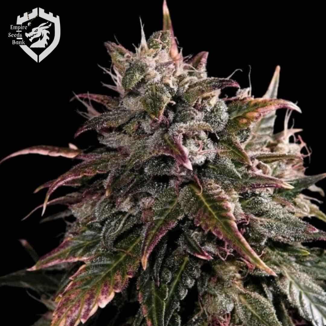 Bubble Bath Cannabisblüte mit dichten Harzkristallen und violetten Blattspitzen