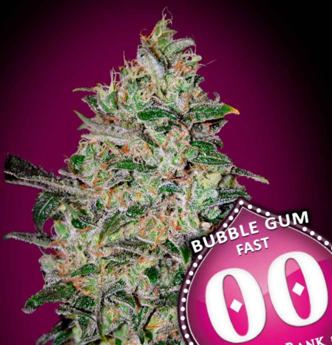 Harziges Bubble Gum fast Bud mit dichten Blüten, orangen Härchen und kristallartigen Trichomen von 00 Seeds.