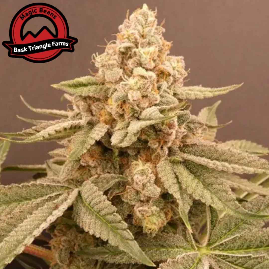 Buzz Bunny Cannabisknospe dicht und harzig mit orangefarbenen Stempeln und breiten Blättern