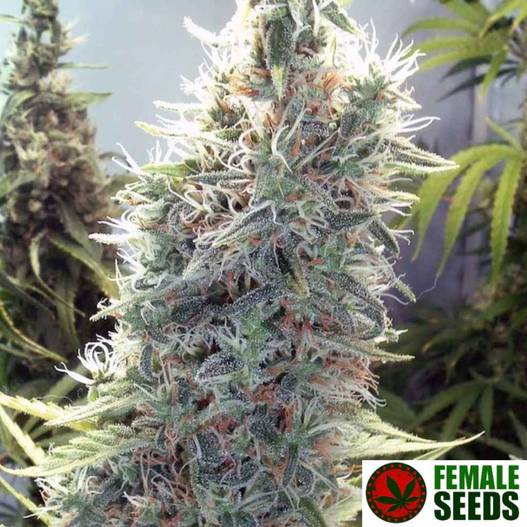 C99 Blüte mit dichten, harzigen Buds und weißen Pistillen, stark mit Trichomen überzogen