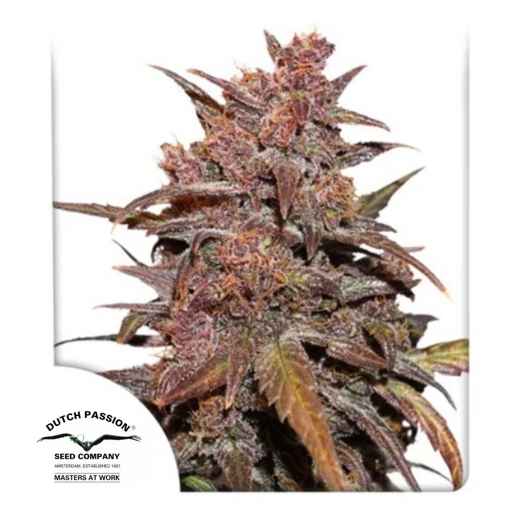 CBD Auto Blackberry Kush mit dichten, violetten Buds und harzigen Blüten