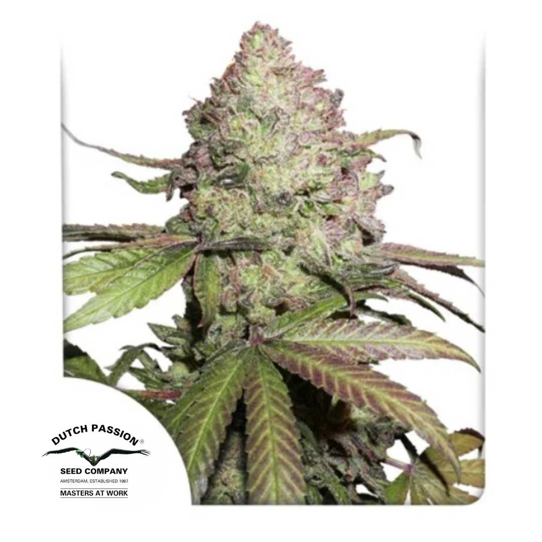 Dichte CBD Auto Charlotte's Angel Blüte mit violetten Akzenten und harzigen Kristallen