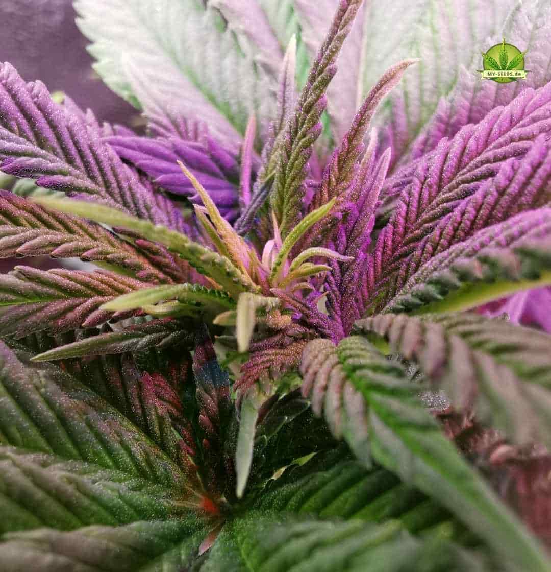 Warlock CBD Seitentrieb mit lila Zuckerblättern und deutlichem Harzbesatz unter LED-Beleuchtung