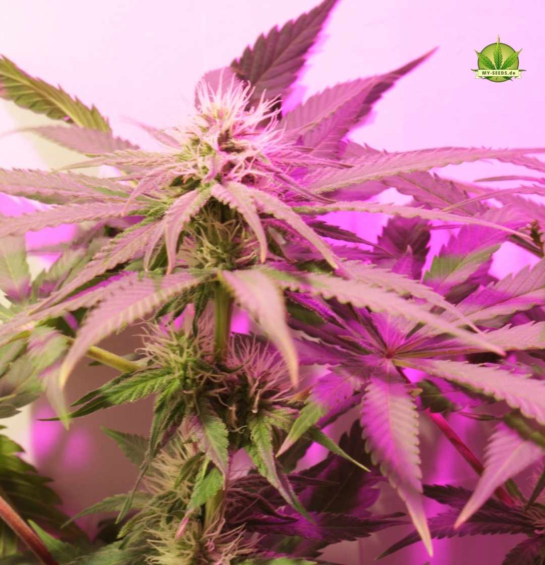 Warlock CBD Blütenstand in kräftigem Violett mit vielen Trichomen und kompaktem Aufbau