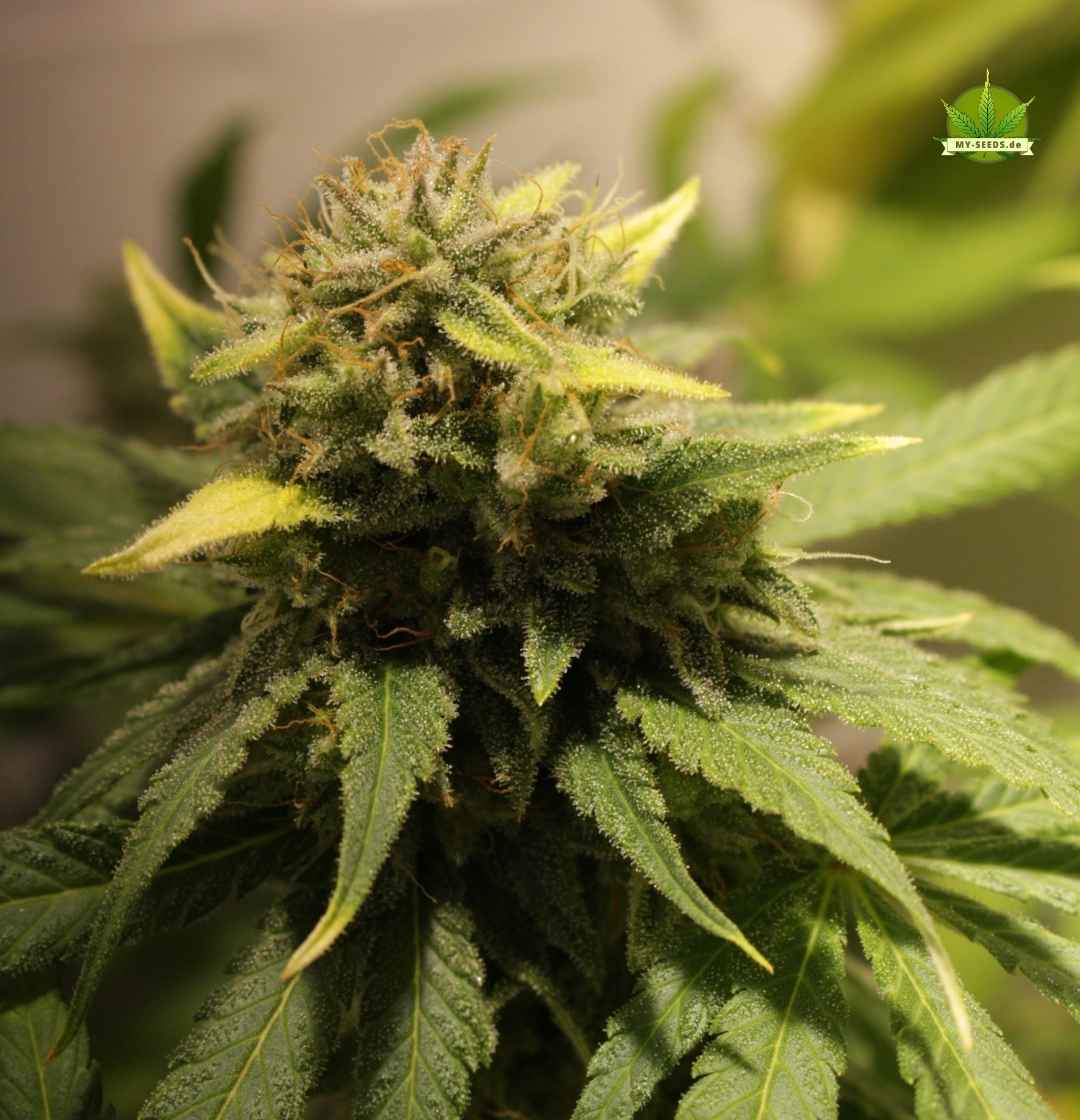 Kompakte Warlock CBD Hauptcola mit kräftigem Harzbesatz unter neutralem Licht im Indoor-Grow