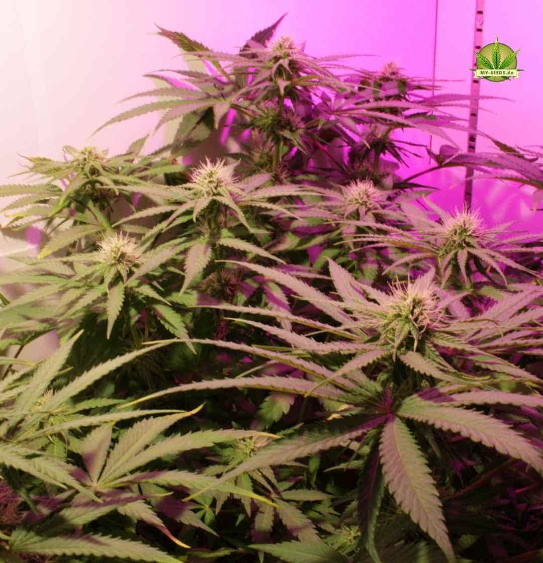 Breit gewachsene Warlock CBD Pflanzen unter pinkem Licht in der Blütephase mit intensiver Seitenverzweigung