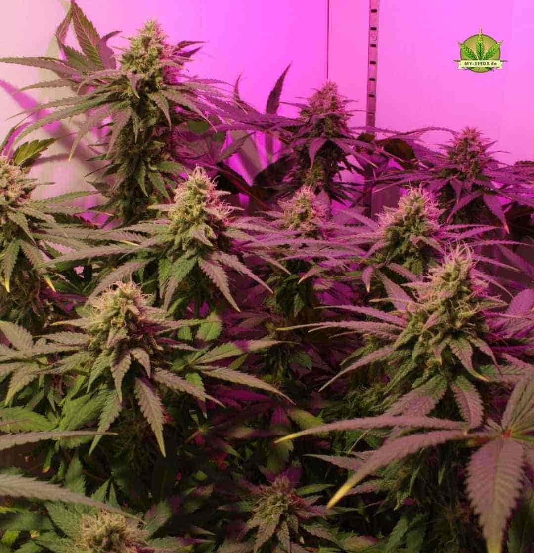 Reihe von Warlock CBD Pflanzen in der mittleren Blütephase mit guter Verzweigung unter pinkem LED-Licht