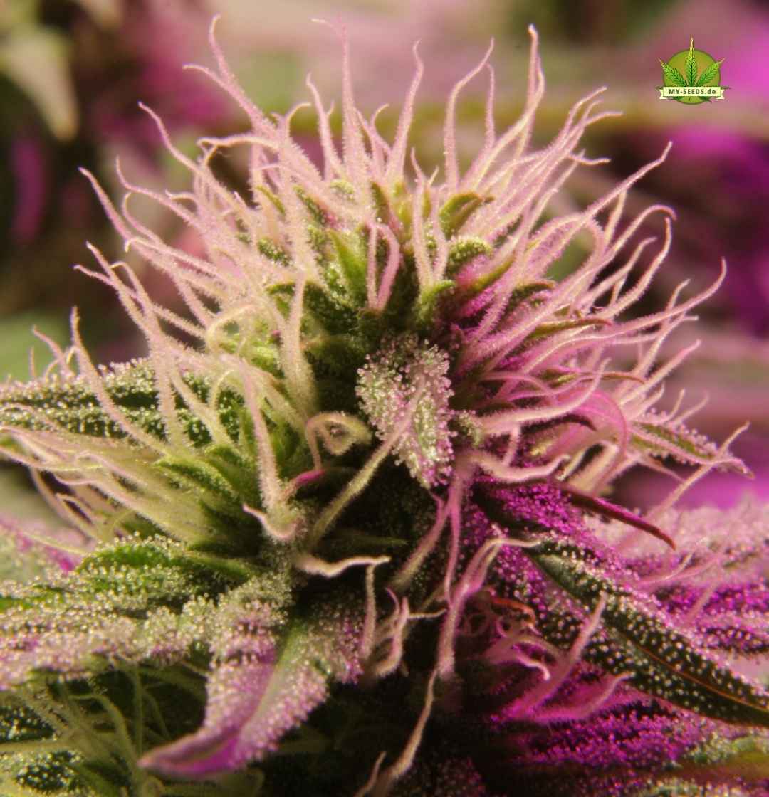 Nahaufnahme der Warlock CBD Blüte mit langen, weißen Stigmen und kristallartiger Trichombildung