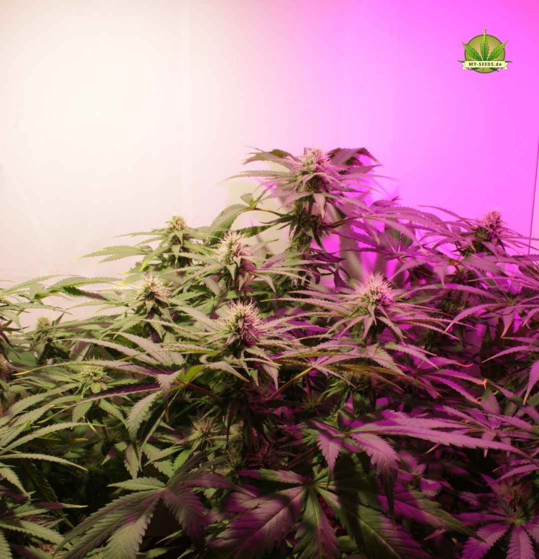 Warlock CBD Pflanze im Indoor-Grow unter LED mit üppigem Laub und gleichmäßiger Struktur in der Vorblüte