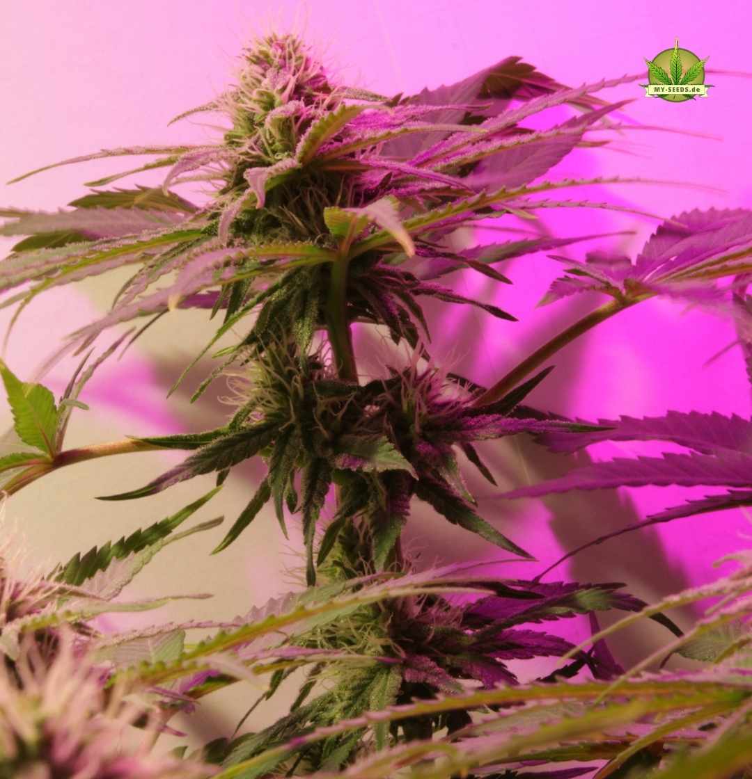 Einzelne Warlock CBD Pflanze mit schlankem Aufbau in der frühen Blüte unter LED-Licht im Indoor-Anbau