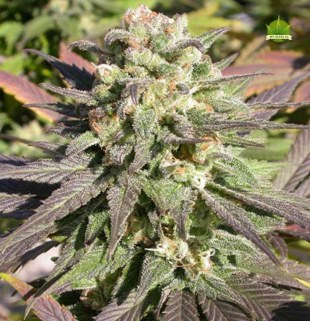 Warlock CBD Bud mit dichten, harzigen Blüten und violetten Zuckerblättern in der späten Blütephase im Outdoor-Anbau