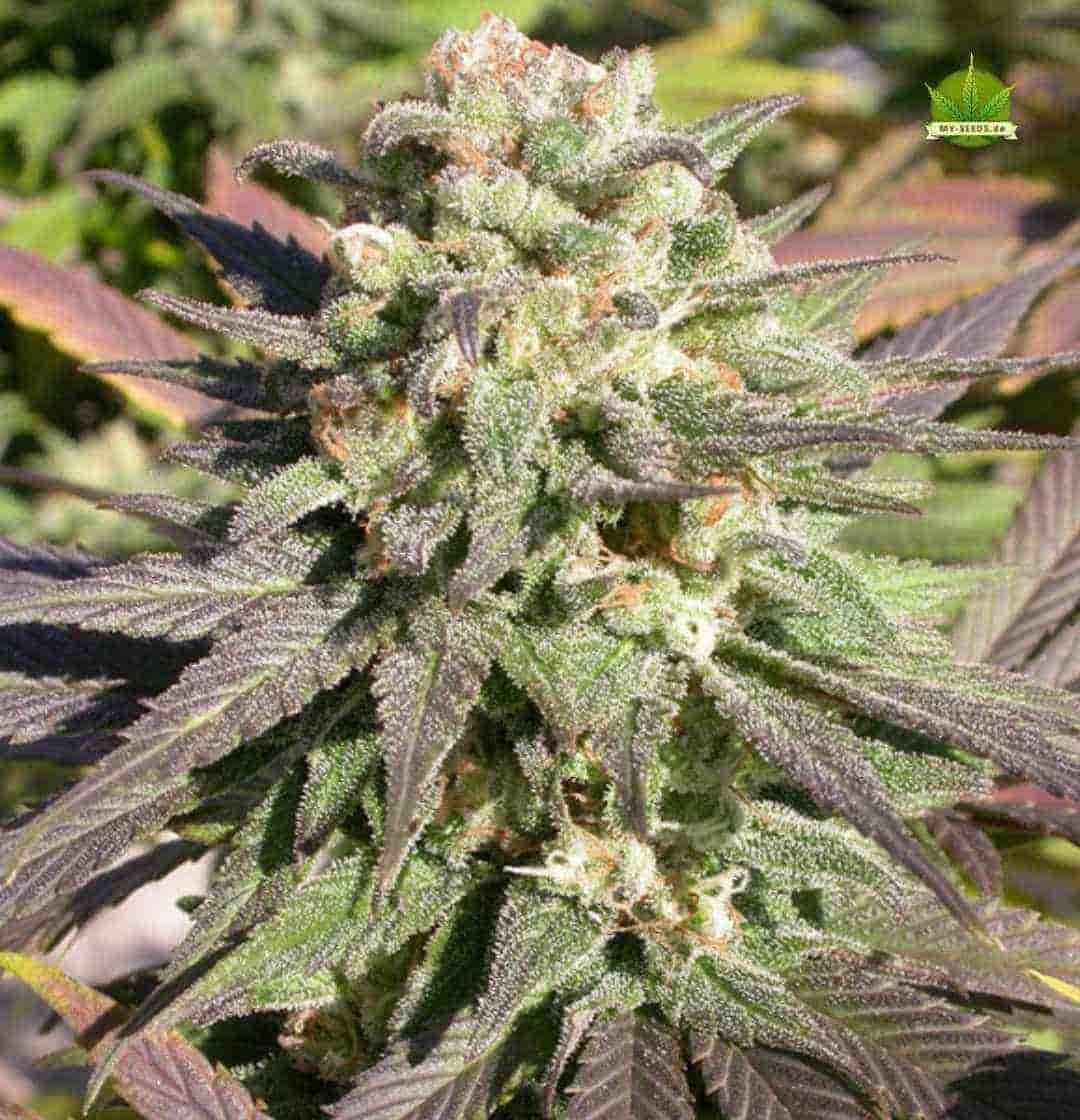 Warlock CBD Bud mit dichten, harzigen Blüten und violetten Zuckerblättern in der späten Blütephase im Outdoor-Anbau