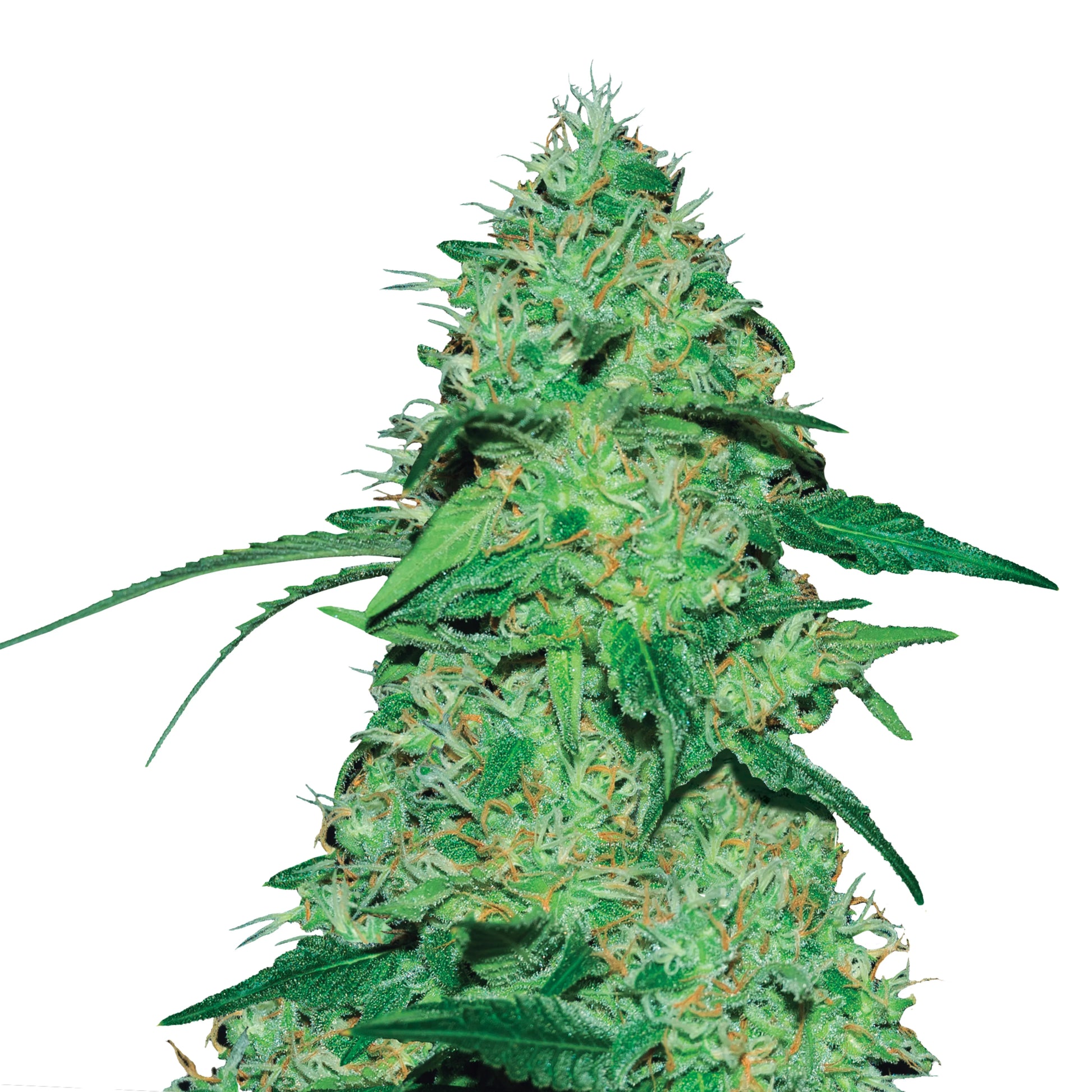 Nahaufnahme der Joanne's CBD Cannabispflanze mit dicken Buds und leuchtenden Trichomen