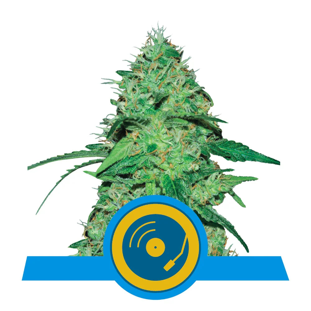 Dichte, harzige Blüten einer Joanne's CBD Pflanze mit kräftig grünen Blättern und orangen Blütenstempeln