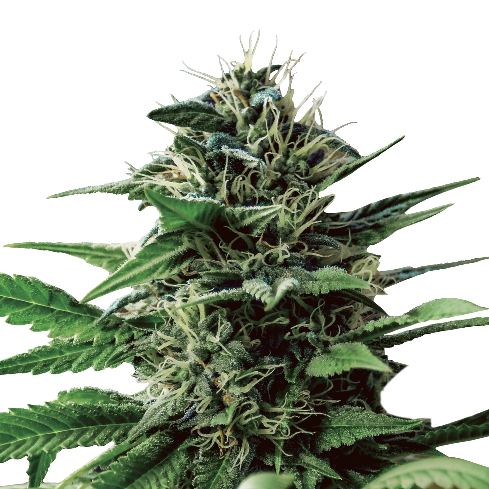 Nahaufnahme einer dichten Tatanka Pure CBD Blüte mit Harzschicht und weißen Blütenhaaren