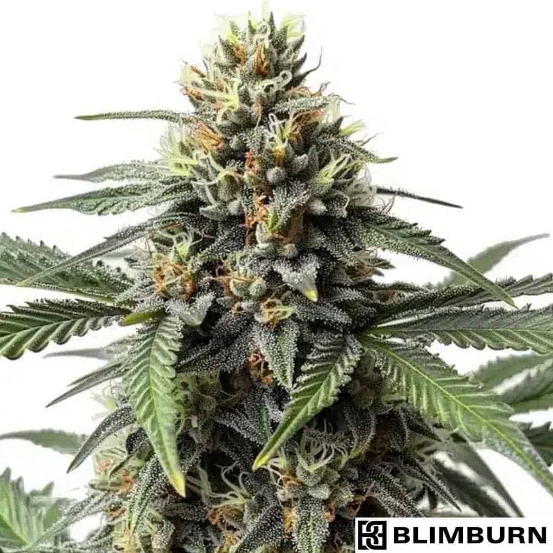 Harzige Cr + Cannabisblüte mit dichten Buds, orangefarbenen Stempeln und starkem Trichombesatz