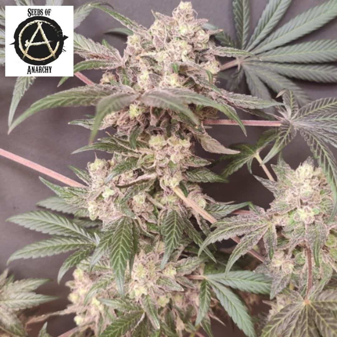 Cabin Fever Cannabisblüte mit dichten, harzigen Buds und violett getönten Blättern