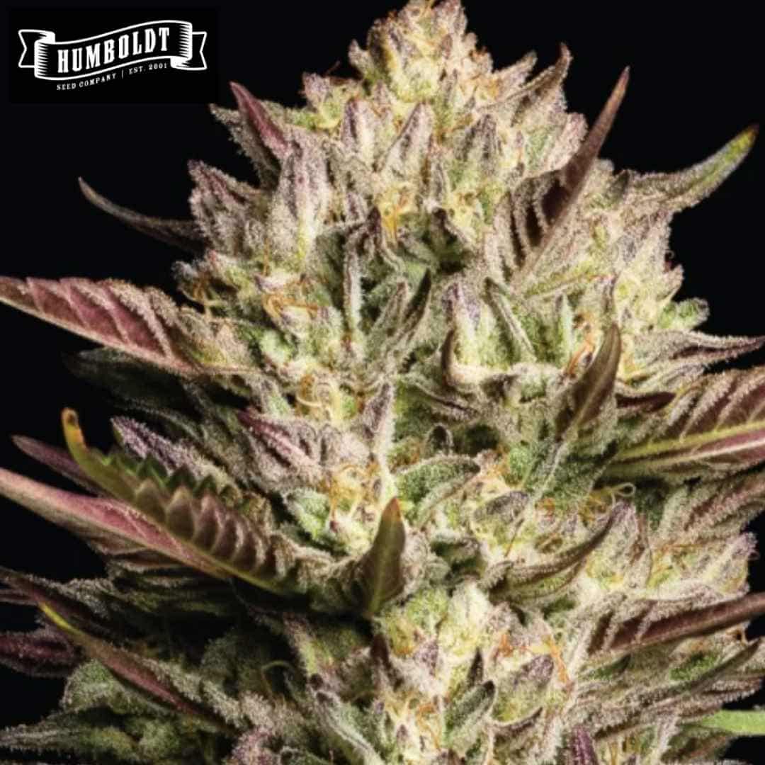 California Octane Triploid Cannabisblüte mit dichten Trichomen und violett-grünen Blättern