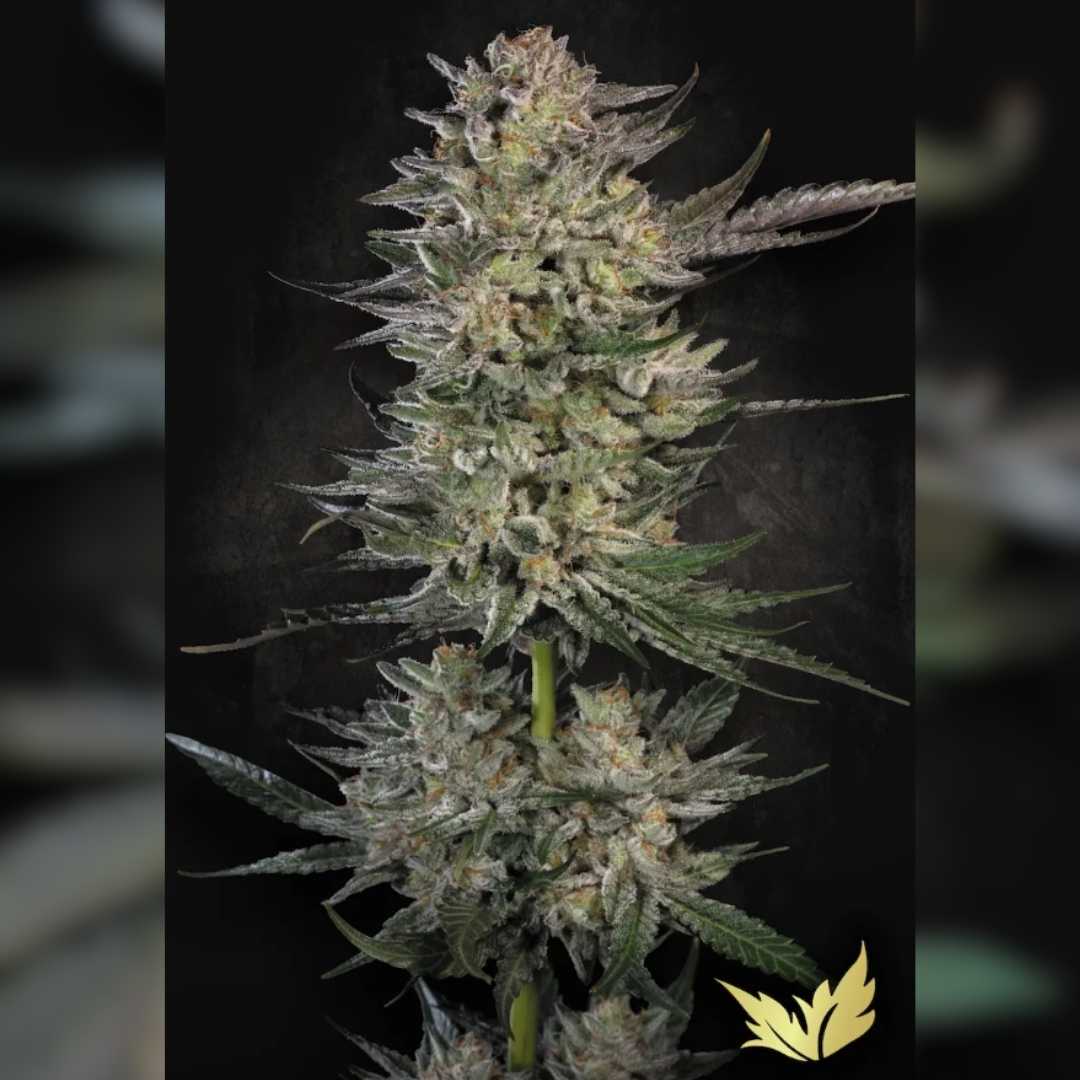 Candy Breath Pflanze mit dichten, frostig glitzernden Buds und orangefarbenen Blütenhaaren.