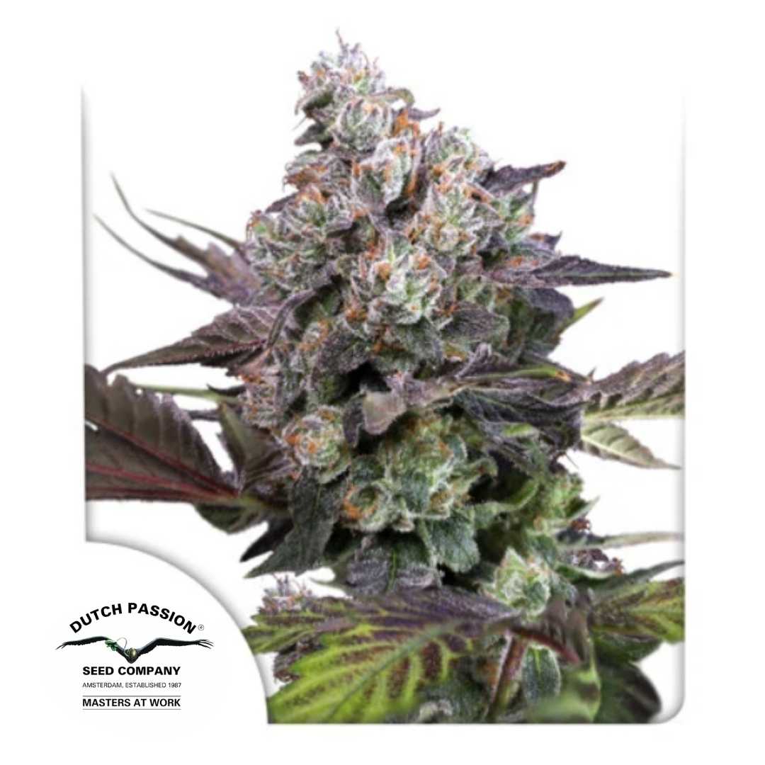Candy Bubatz XL (Dutch Passion) Feminisiert