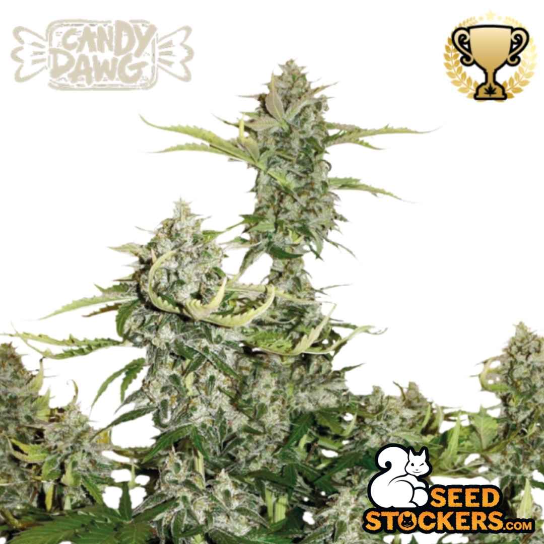 Auto Candy Dawg Pflanze mit dichten, harzigen Blüten und kräftiger Hauptcola in der Blütephase