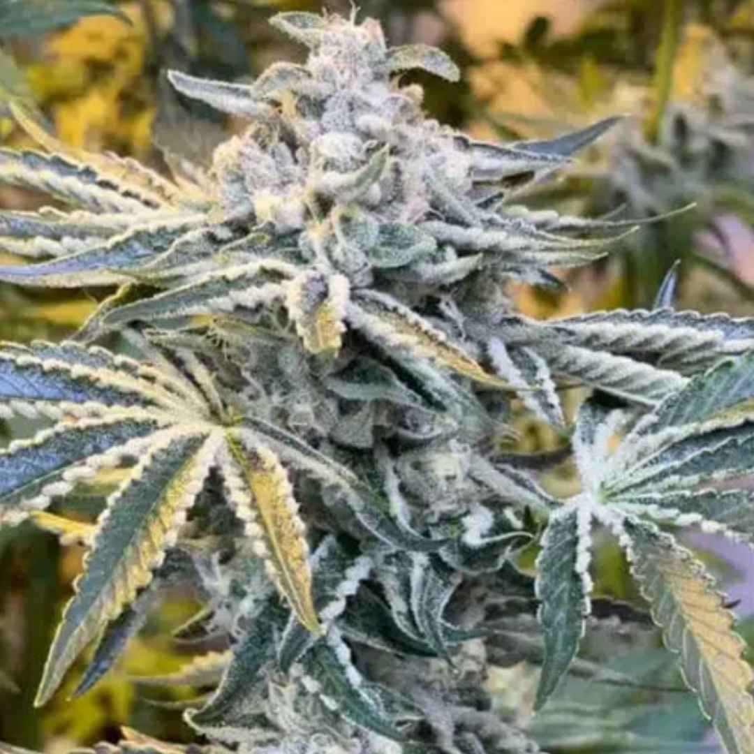 Candy’N Cream von ZmoothieZ mit kompakter, harziger Cannabisblüte und violett-grünen Farbtönen.
